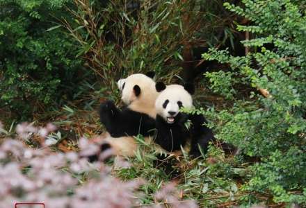 成都三日|经典路线，带你玩转成都！