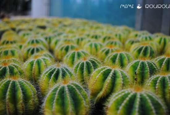 厦门园林植物园