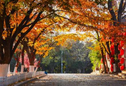 让我醉死在大连的深秋