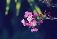 恰是飞花好时节】昆明踏春一日行